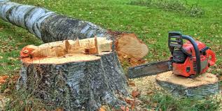 Best Arborist Consultation Services  in Round Rock, TX
