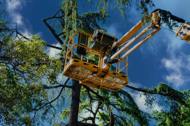 How Our Tree Care Process Works  in  Round Rock, TX