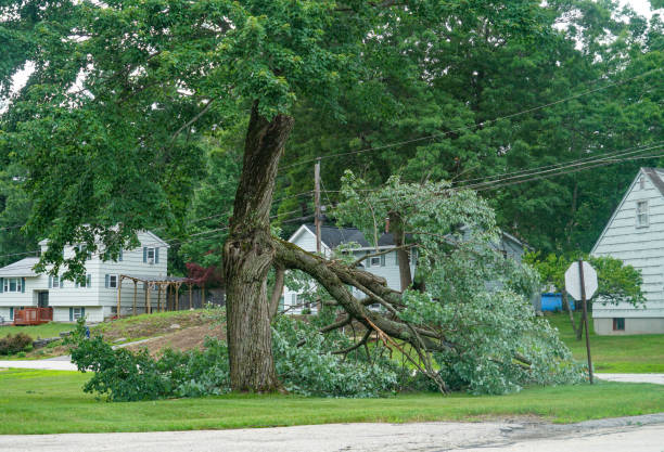 Round Rock, TX Tree Services Company