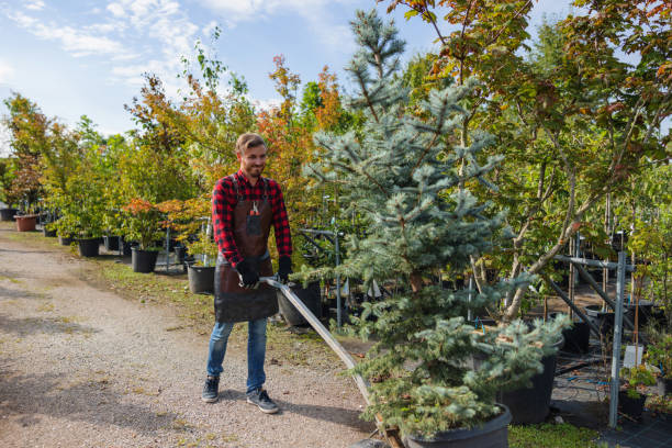 Best Tree Preservation Services  in Round Rock, TX