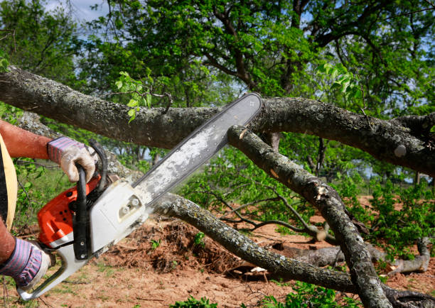 Best Weed Control  in Round Rock, TX